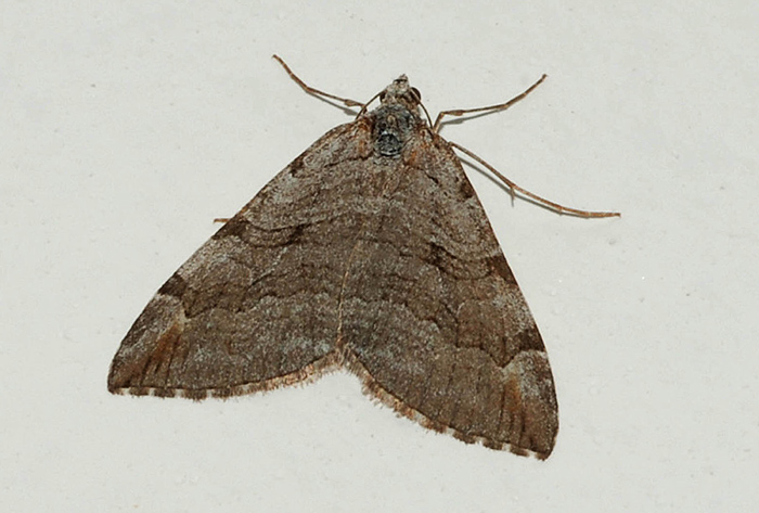 Geometridae da determinare